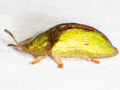 Cassida vibex